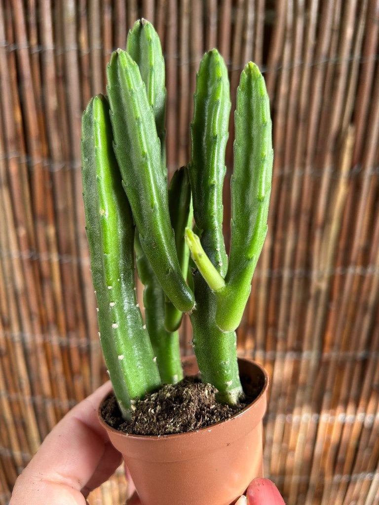 Stapelia leendertziae🪴, Vetplant, In pot, Minder dan 100 cm, Bloeiende kamerplant