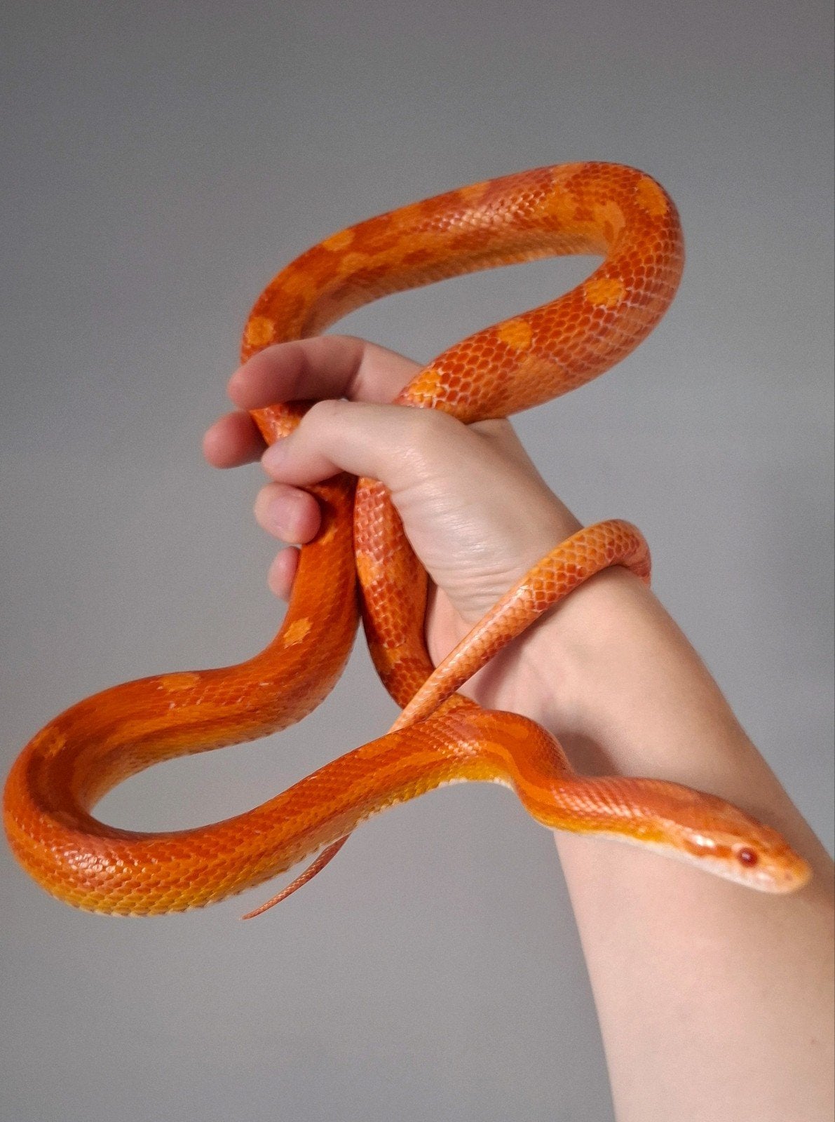 pantherophis guttatus 1.0 amel motley Corn Snake - male for sale from Daphne