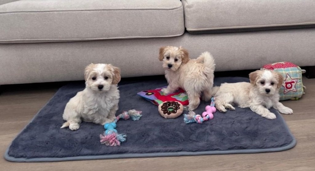 Maltipoo pups, Parvo, Overige rassen, 8 tot 15 weken, Meerdere dieren