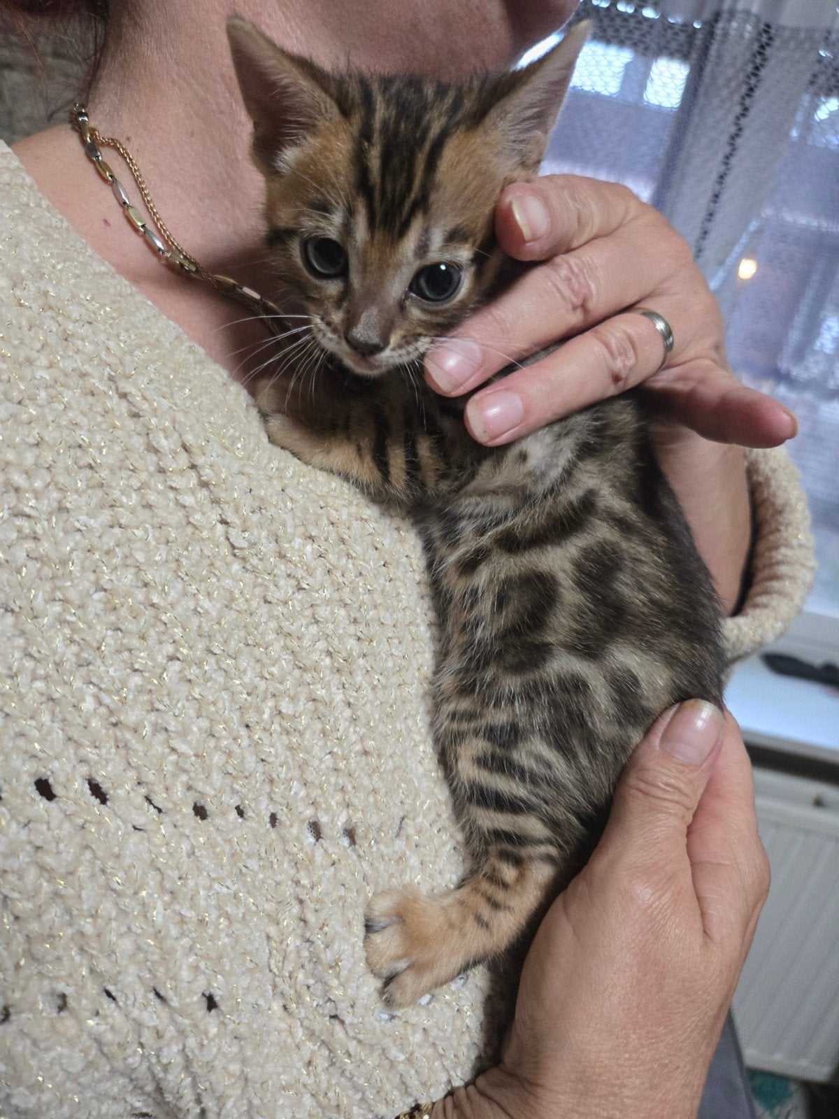 🐆 Bengaal Kitten  💯 Stamboom 1 junge, Dieren en Toebehoren
