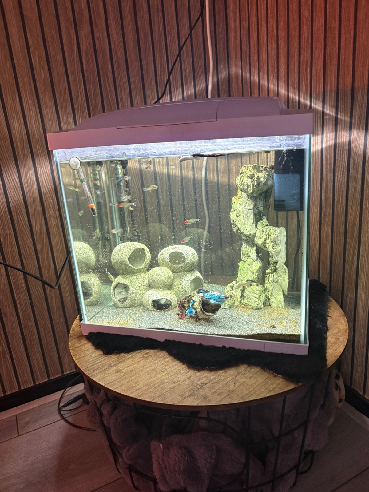 Aquarium, Vis