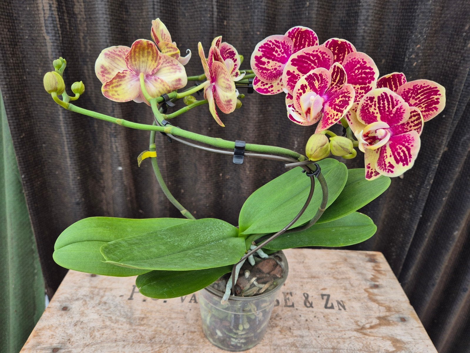 Orchidee Phalaenopsis Dioro Magnifique 2 spike p12 (1)