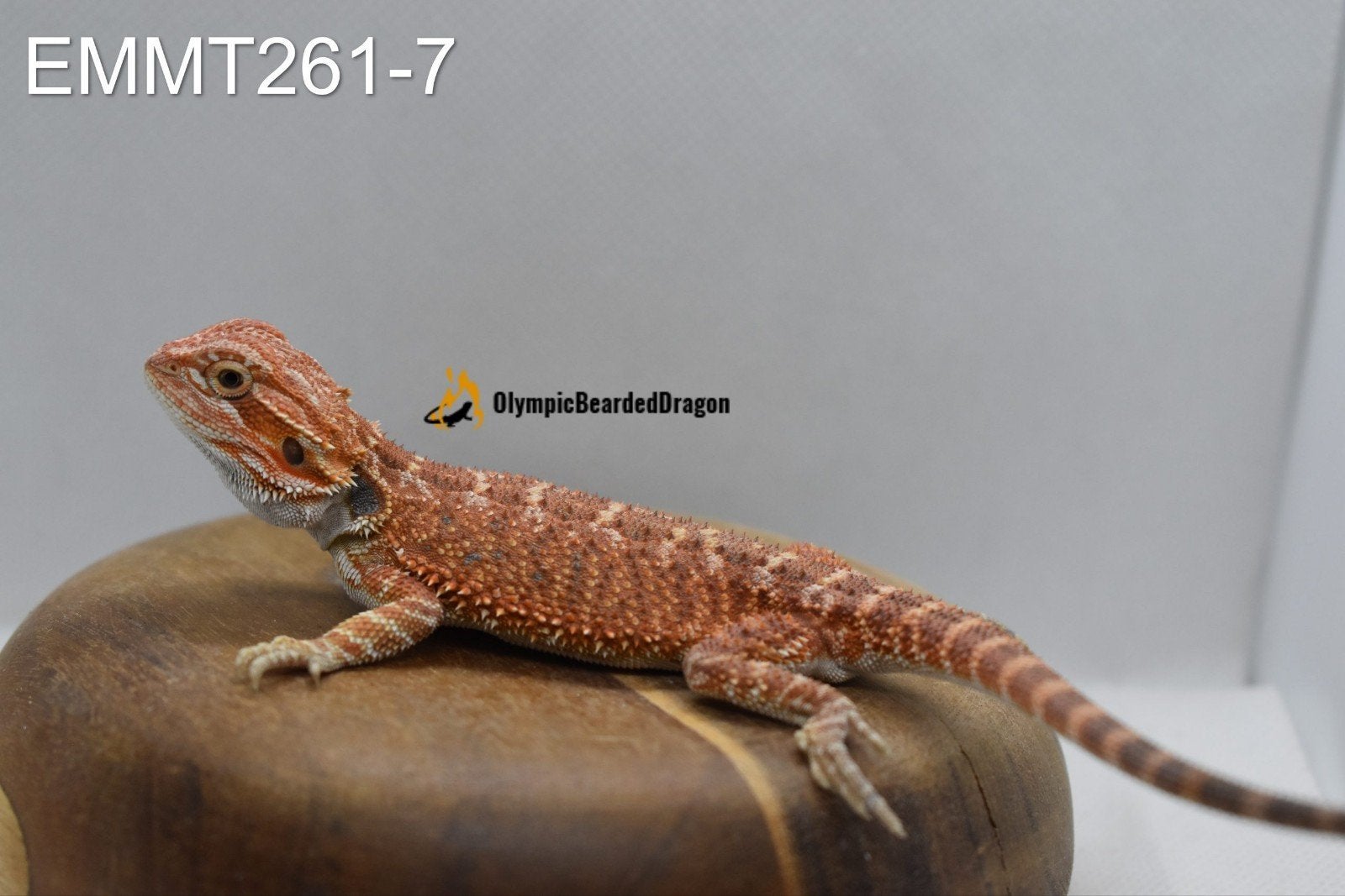 Baardagaam man Orange hypo het trans 50% het witblits, Dieren en Toebehoren, Hagedis, 0 tot 2 jaar