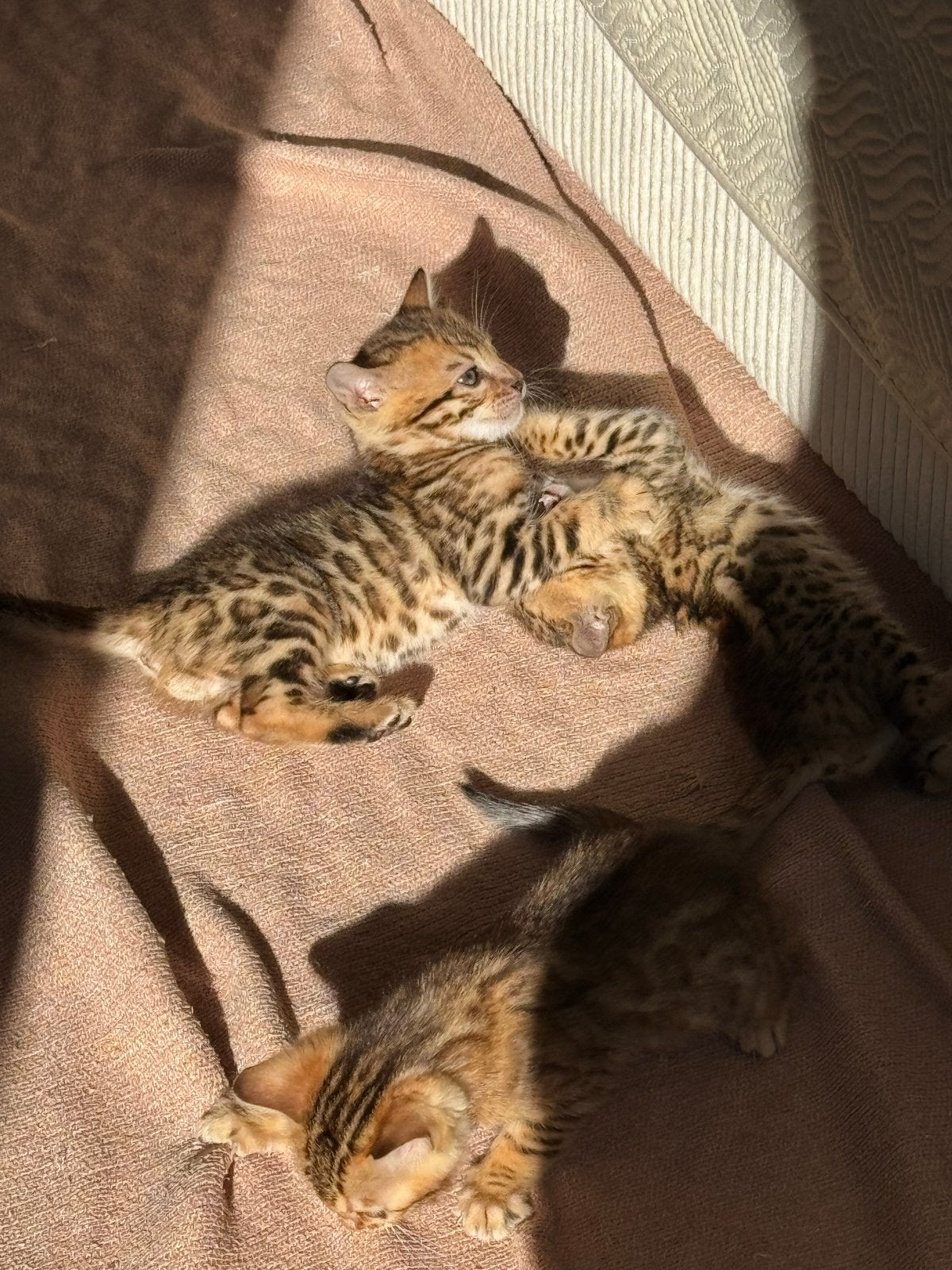 Bengaal Kittens (nog eentje over!), Poes