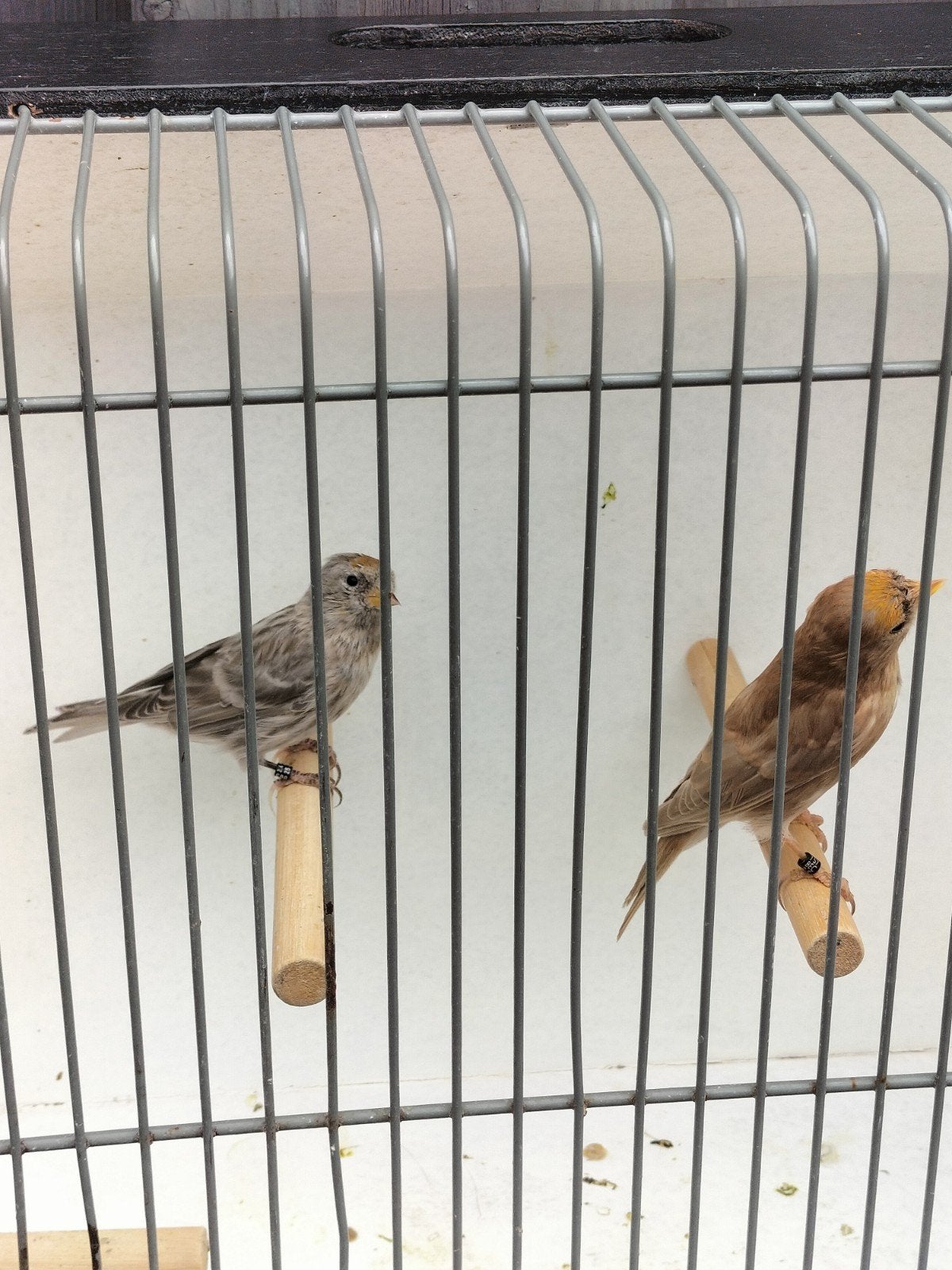 koppel kleine barmsijzen, Dieren en Toebehoren, Vogels | Overige Vogels, Meerdere dieren, Wildzangvogel