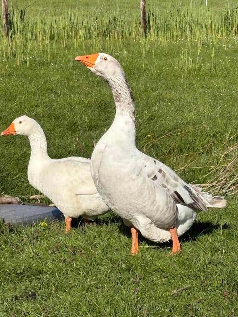 Te koop mooi bewezen  koppel ganzen., Dieren en Toebehoren, Pluimvee, Meerdere dieren, Gans of Zwaan