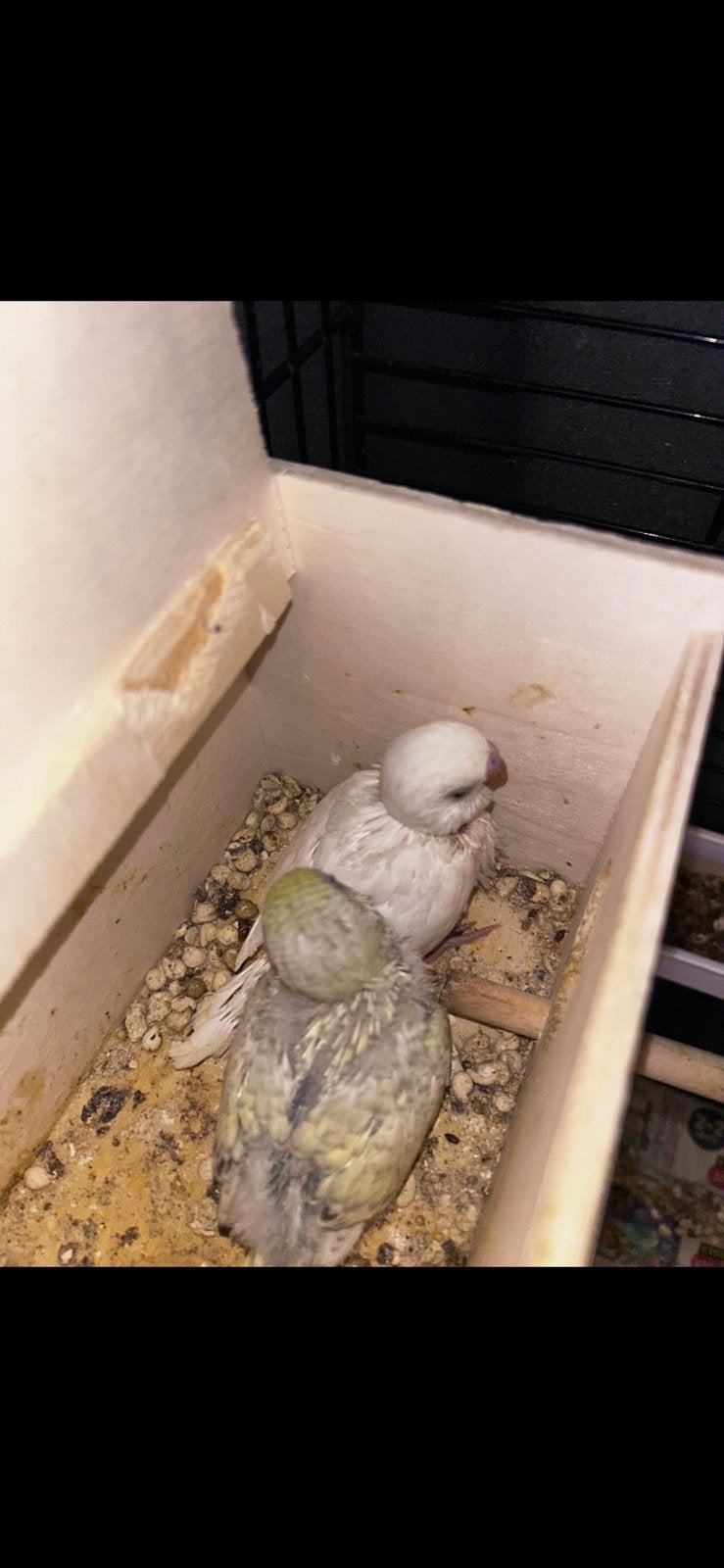 Gezond grasparkietenkoppel + kooi, nestkast en toebehoren, Dieren en Toebehoren, Geslacht onbekend, Parkiet, Pratend