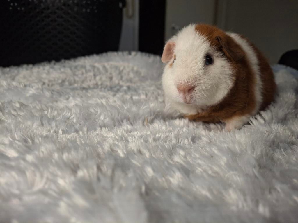 US Teddybeer, Cavia, April, Mannelijk, Tam