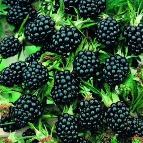 Doornloze braam plant / grote struik / biologisch, Ophalen, Vaste plant, Fruitplanten, Volle zon