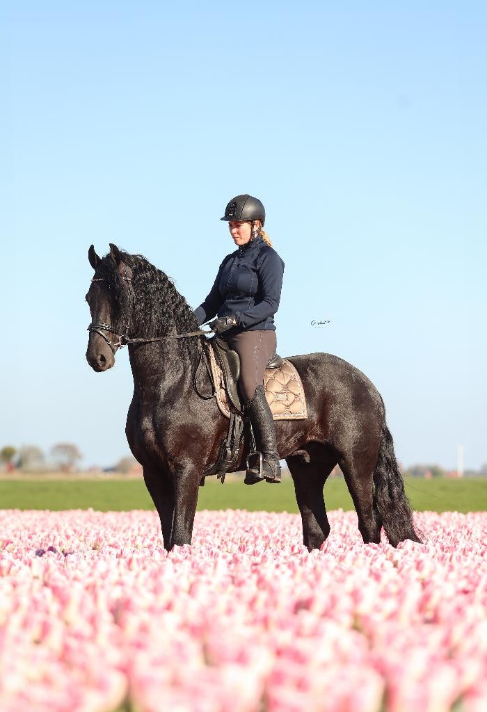 Friese Ster Hengst 4 jr., Dieren en Toebehoren, Paarden, Dressuurpaard, Hengst, 3 tot 6 jaar, 165 tot 170 cm