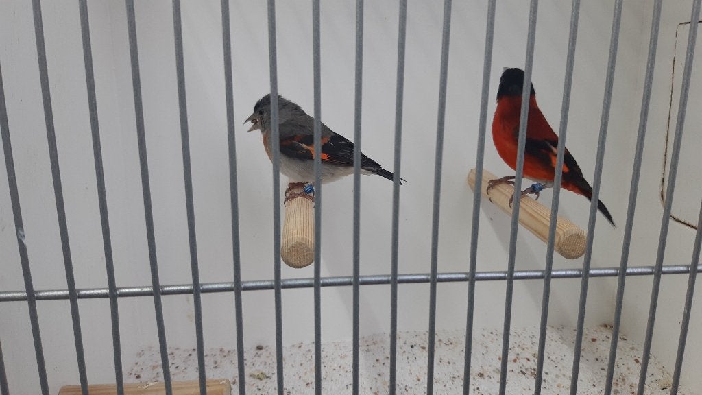 Koppel kapoetsensijzen 2026, Dieren en Toebehoren, Meerdere dieren, Tropenvogel, Geringd