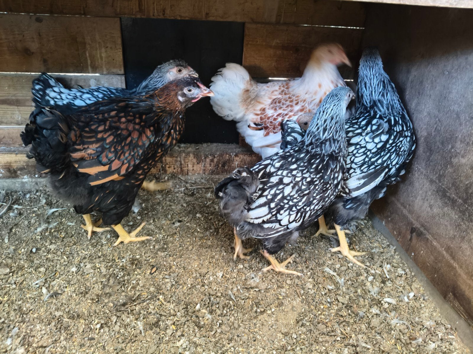 6 jonge wyandotte groot hennen, Dieren en Toebehoren, Vrouwelijk, Kip