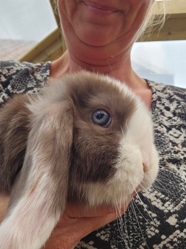 Superlief hangoor dwerg baby konijntje, Dieren en Toebehoren, Vrouwelijk, Dwerg, Hangoor