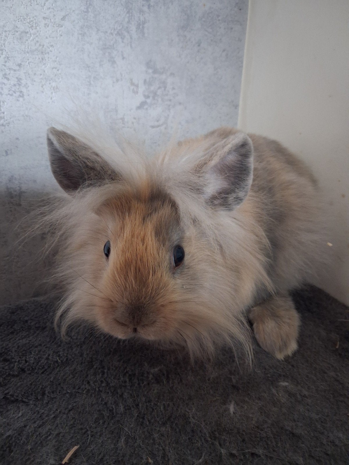 leeuwenkop, Dieren en Toebehoren, Mannelijk, Dwerg, 0 tot 2 jaar