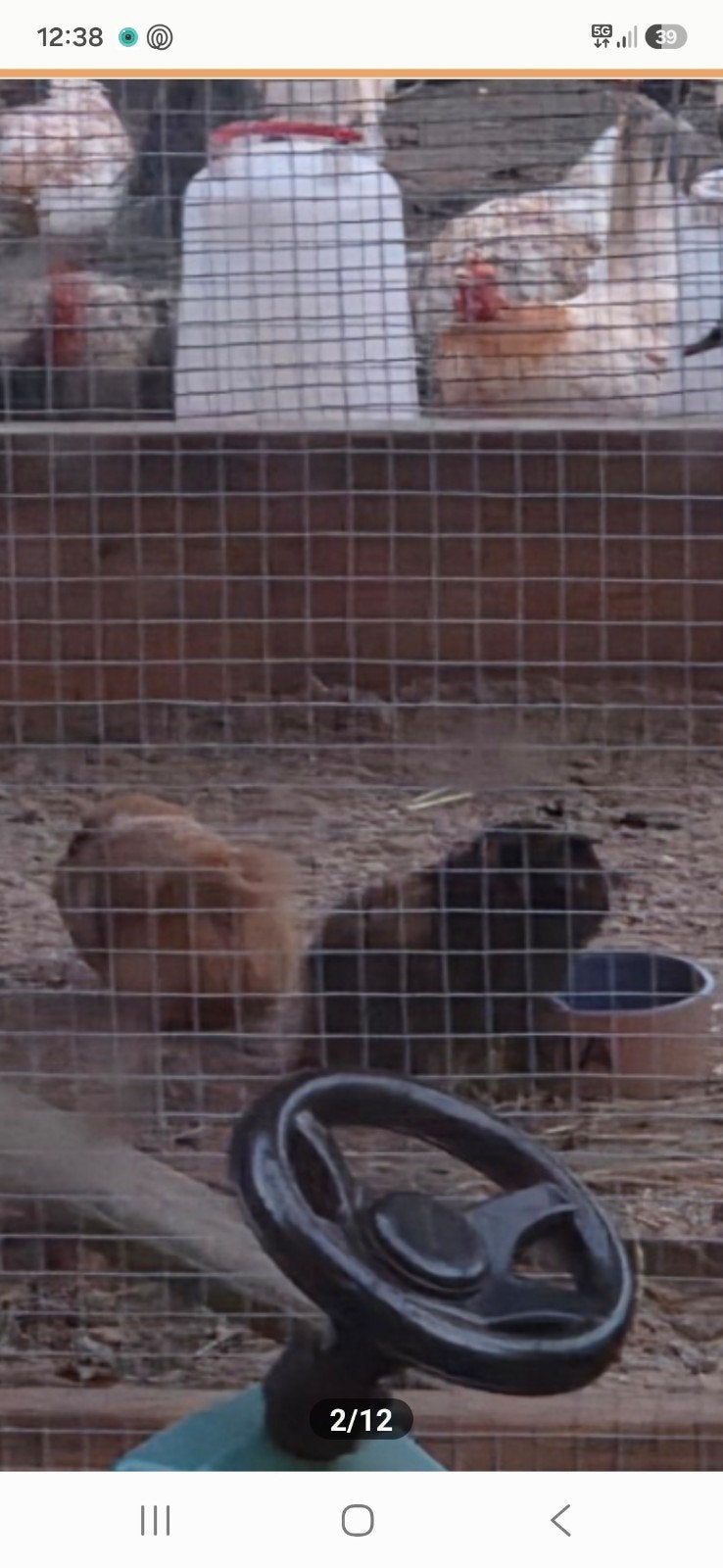Cavia's, December, Mannelijk, Cavia