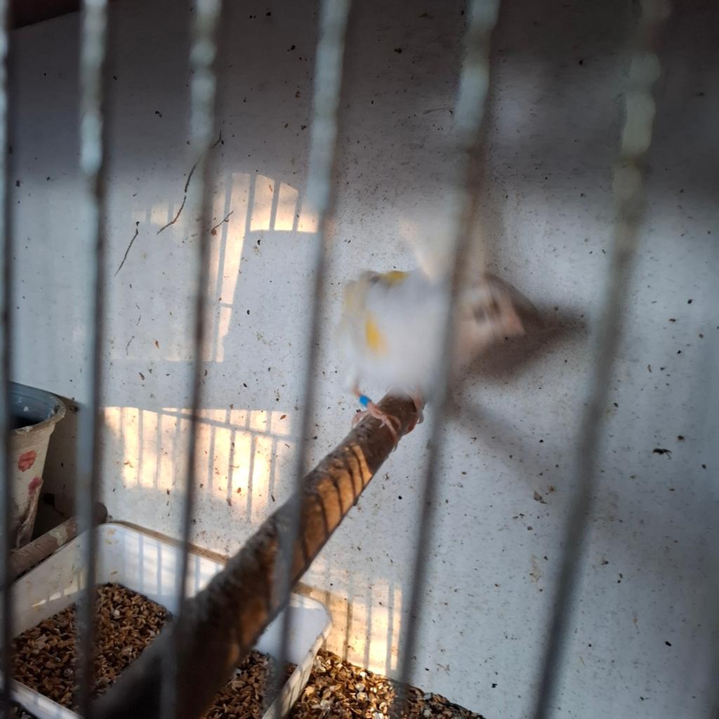 Kanarie man gezocht ouder dan 1 jaar harlekijn, Dieren en Toebehoren, Mannelijk, Zangkanarie