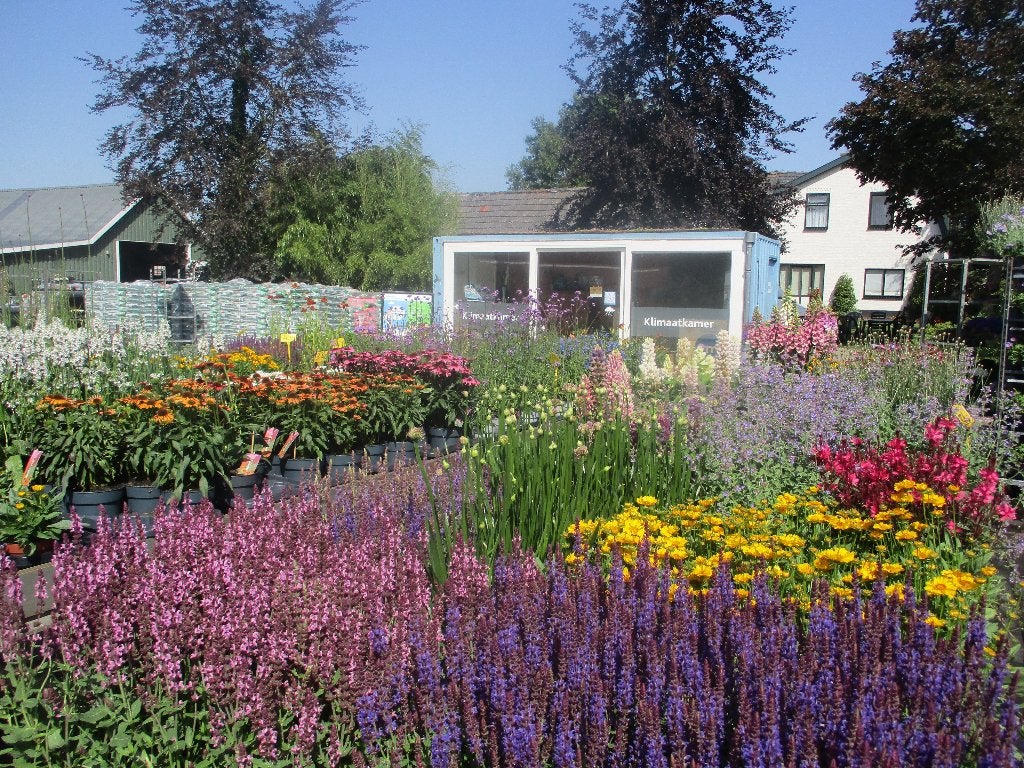 Tuinplanten ACTIE!!  Klimaatkamer bij Tuincentrum Muis, Ophalen, Vaste plant, Overige soorten, Halfschaduw