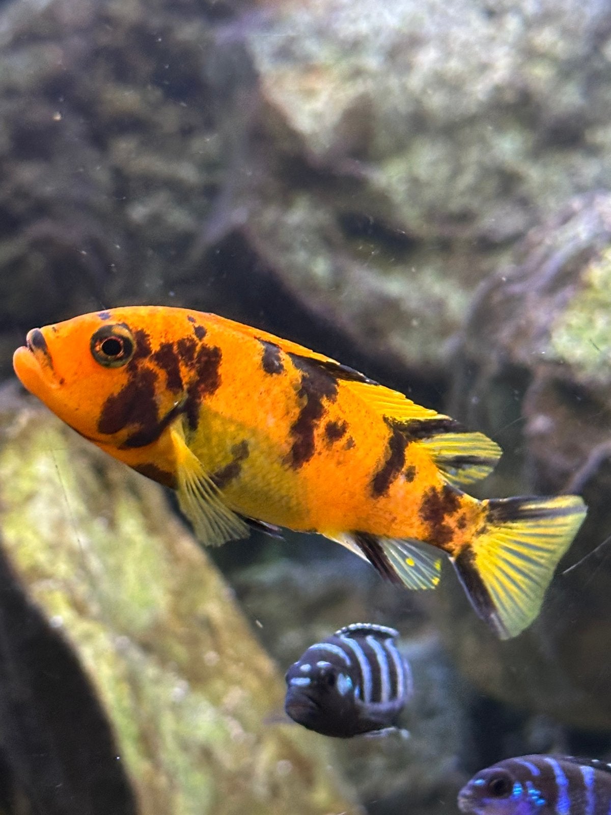 Metriaclima estherae OB ( eigen foto’s), Vis