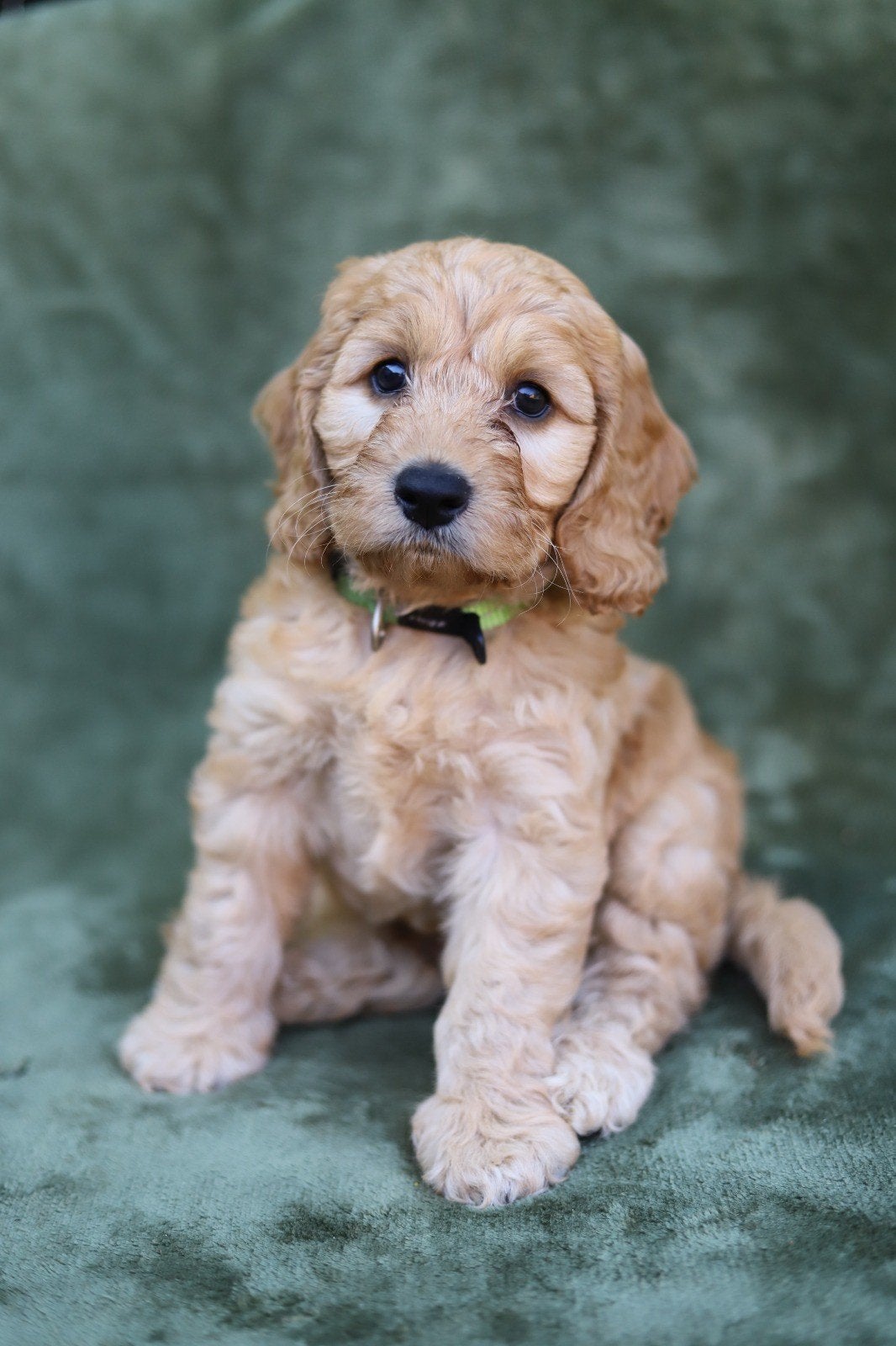 Cockapoo reutje, 8 tot 15 weken, Parvo, Eén hond, Nederland