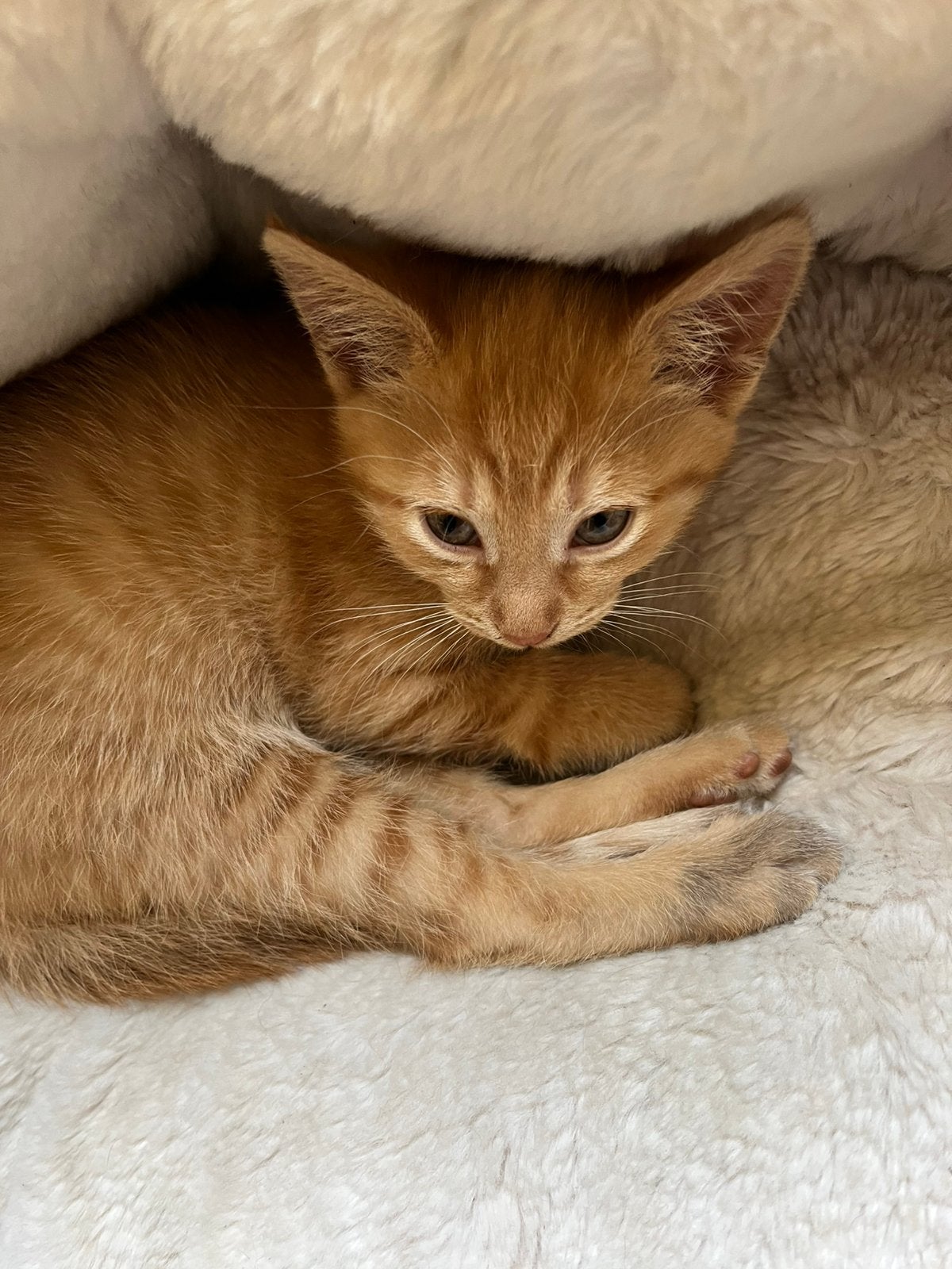 8 weken oude kittens., Meerdere dieren, 0 tot 2 jaar