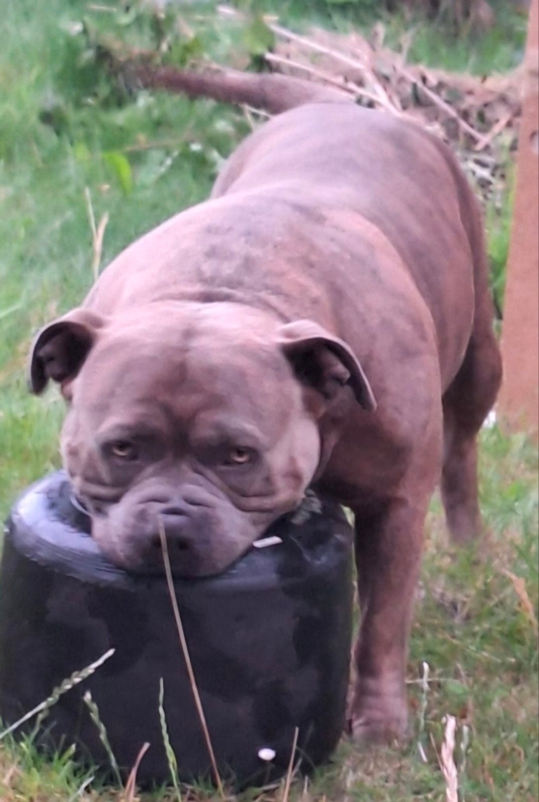 bulldog, Dieren en Toebehoren, Honden | Bulldogs, Pinschers en Molossers, Reu, CDV (hondenziekte), Bulldog, Eén hond