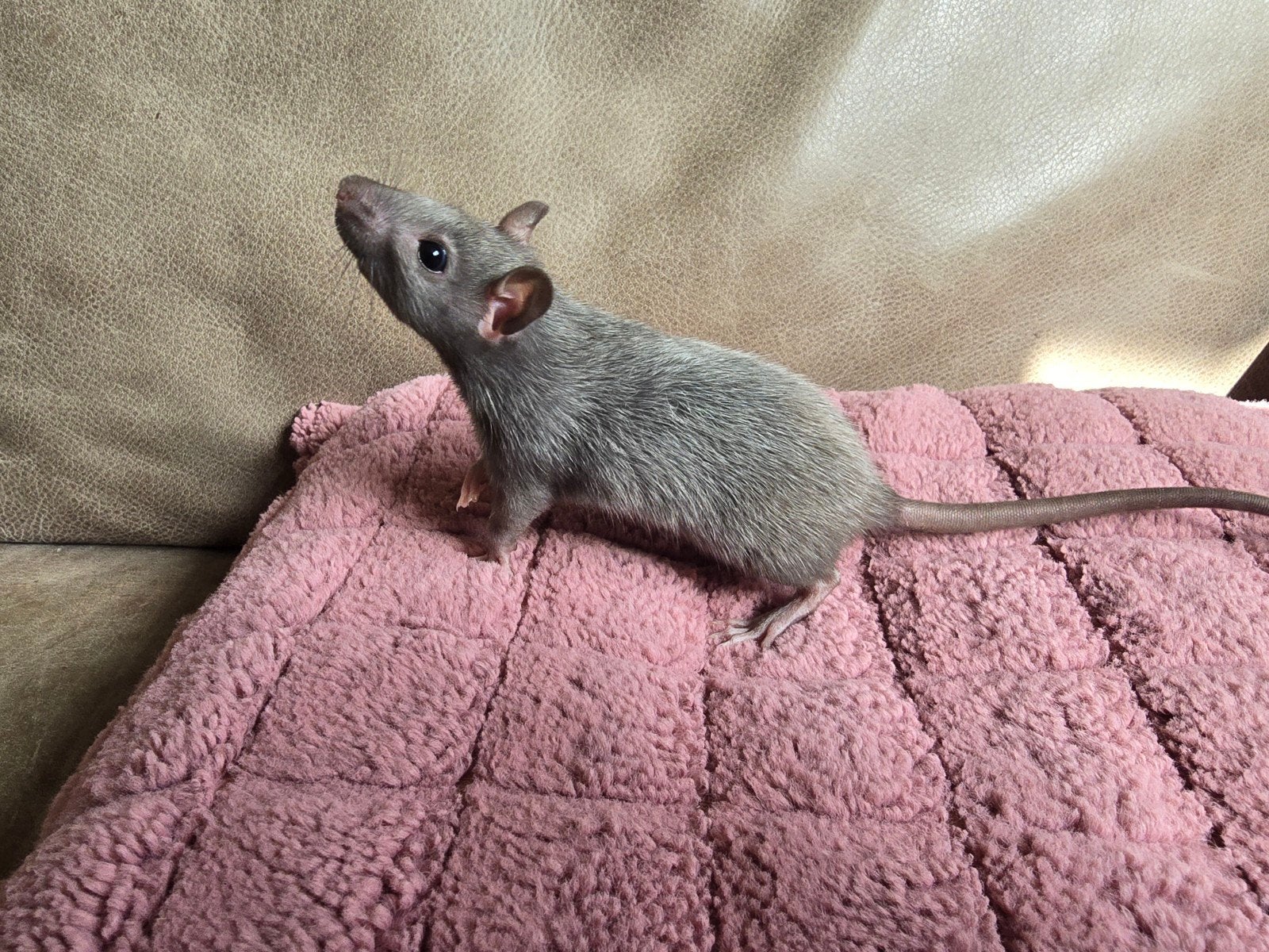 Lieve rittens met hartje van goud, Dieren en Toebehoren, Rat, Mannelijk, Mei, Tam