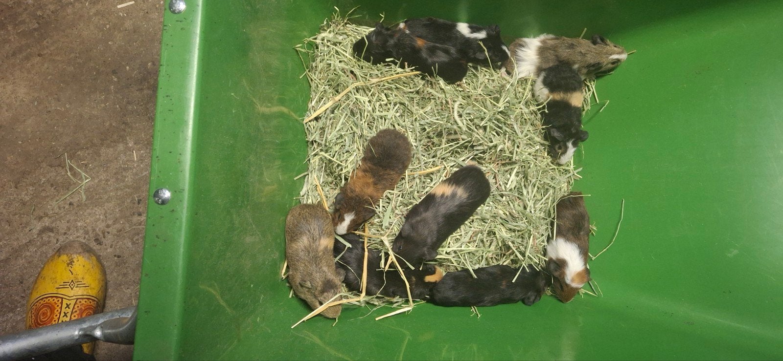 Super leuke. Konijntjes en cavia's, Maart, Meerdere dieren, Cavia