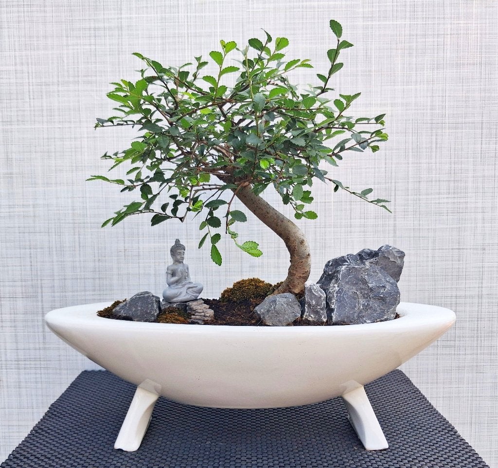 Bonsai Ulmus Parvifolia- Chinese Iep- Gr, Tuin en Terras, Planten | Bomen, In pot, Bloeit niet, Halfschaduw, Minder dan 100 cm