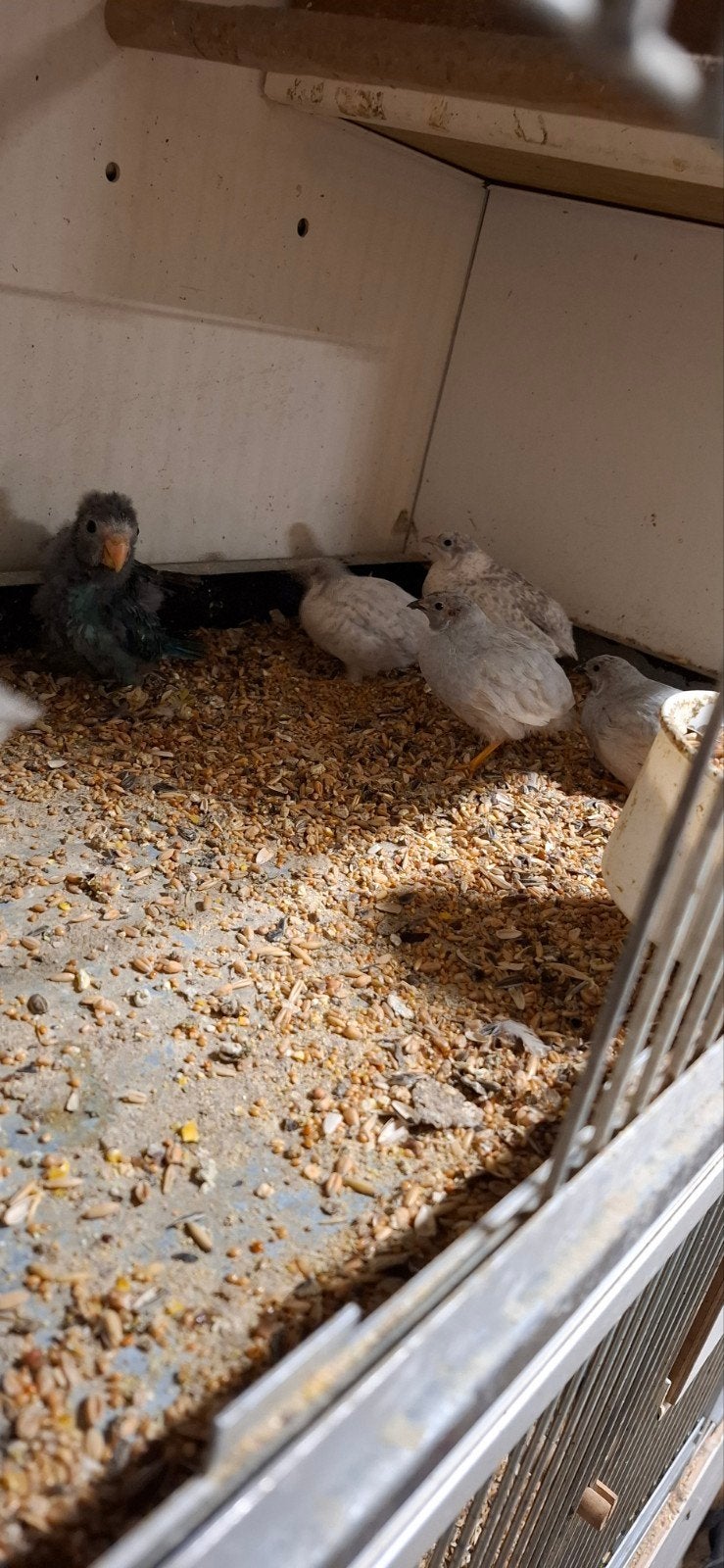 Chinese  dwergkwartels, Dieren en Toebehoren, Meerdere dieren