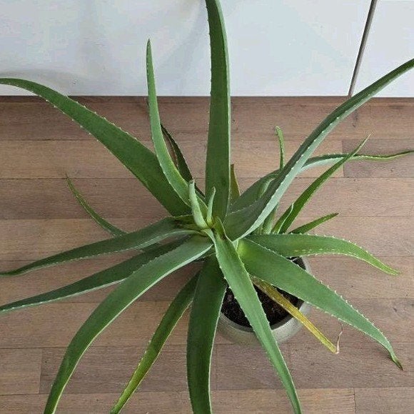 Aloë Vera plant, exclusief pot, zelf overpotten, Ophalen, Halfschaduw, Minder dan 100 cm