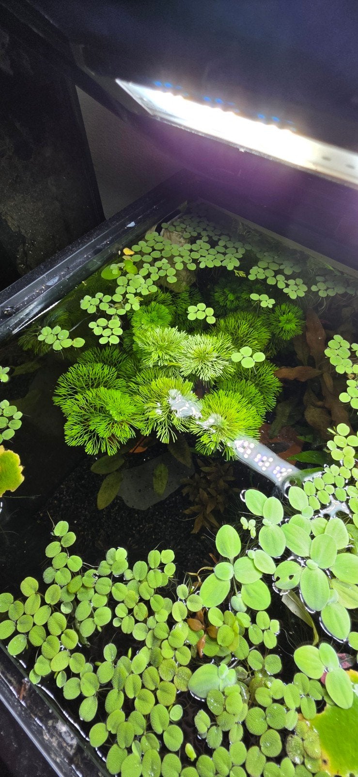 Aquarium Planten, Dieren en Toebehoren, Ophalen of Verzenden, Inclusief planten, Nieuw, Plant(en), Steen of Hout