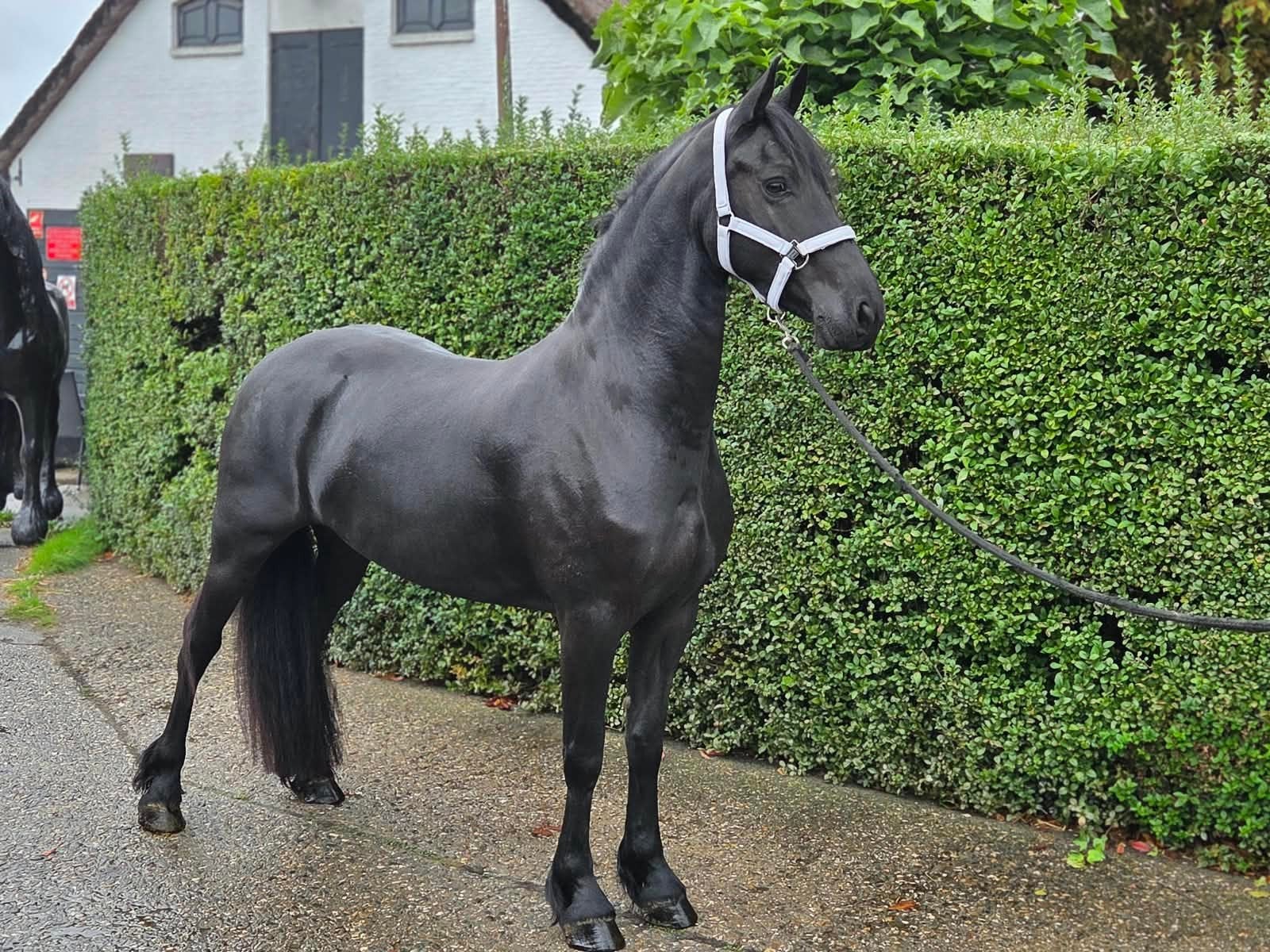 prachtige friese merrie te koop, Merrie, 160 tot 165 cm, Dressuurpaard, 3 tot 6 jaar
