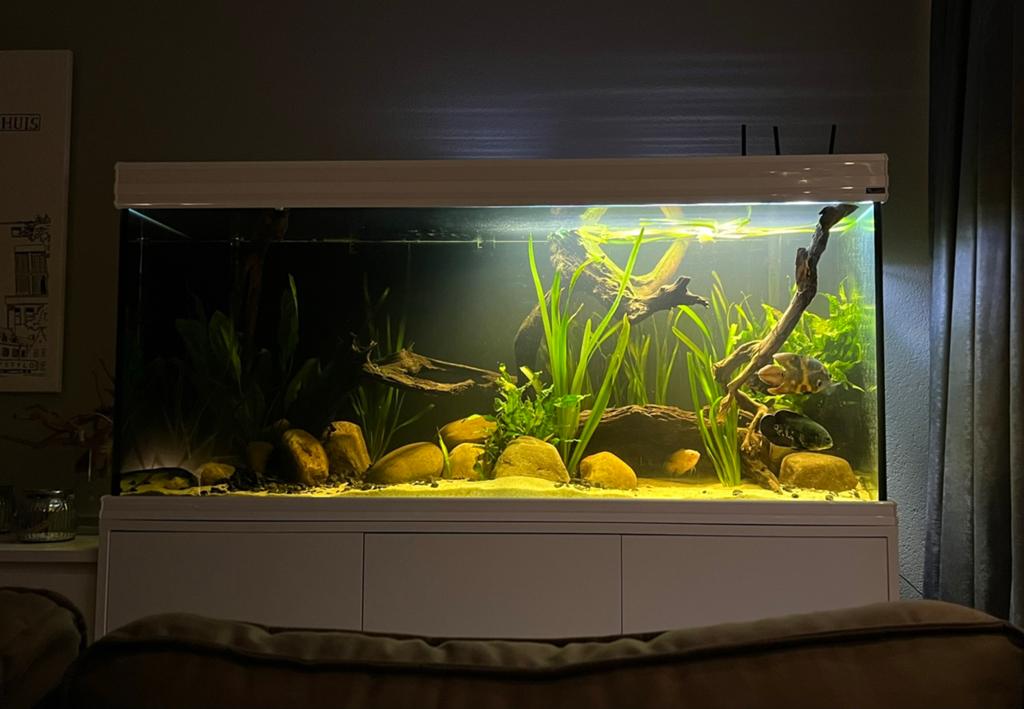 450 liter aquarium met toebehoren, Dieren en Toebehoren, Vissen | Aquaria en Toebehoren, Ophalen, Gebruikt, Inclusief deksel, Aquatlantis