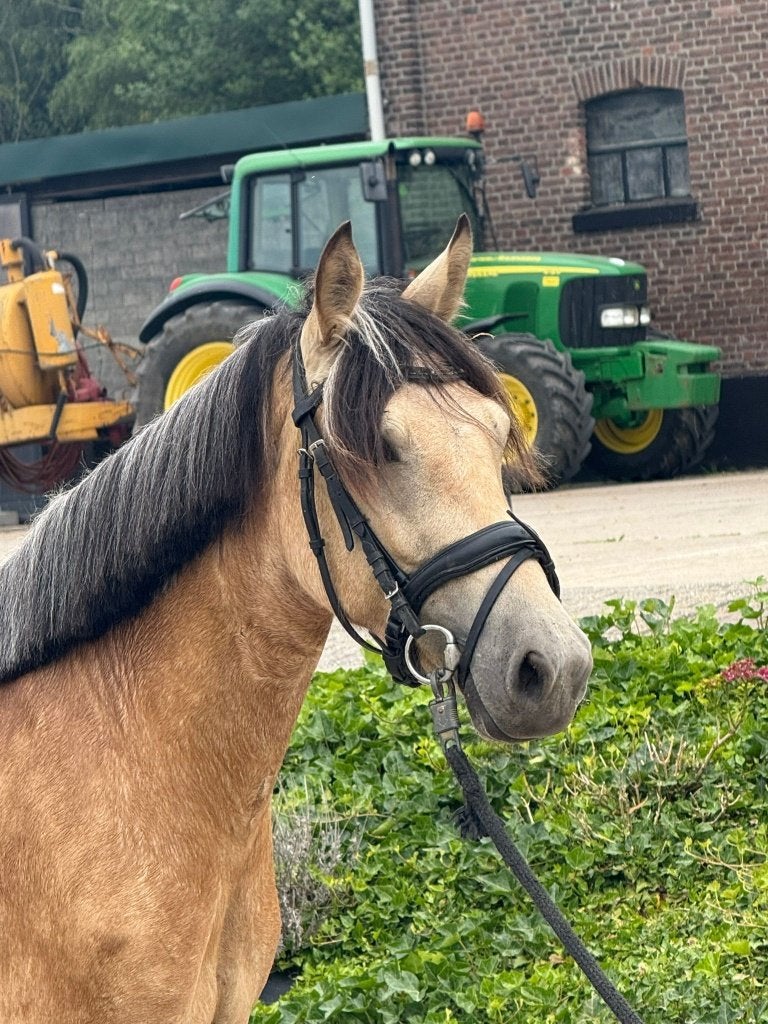 Knappe 3 jr connemara x welsh d pony, al braaf aangereden!!, Merrie, Dressuurpony, Zadelmak, 3 tot 6 jaar