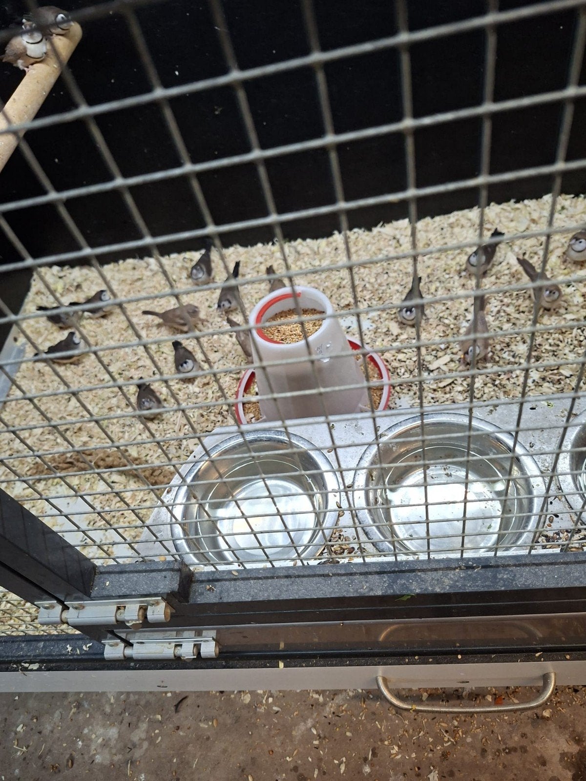 30 koppels Bichenows astrildes Diverse leeftijden, Dieren en Toebehoren, Vogels | Overige Vogels, Meerdere dieren, Tropenvogel