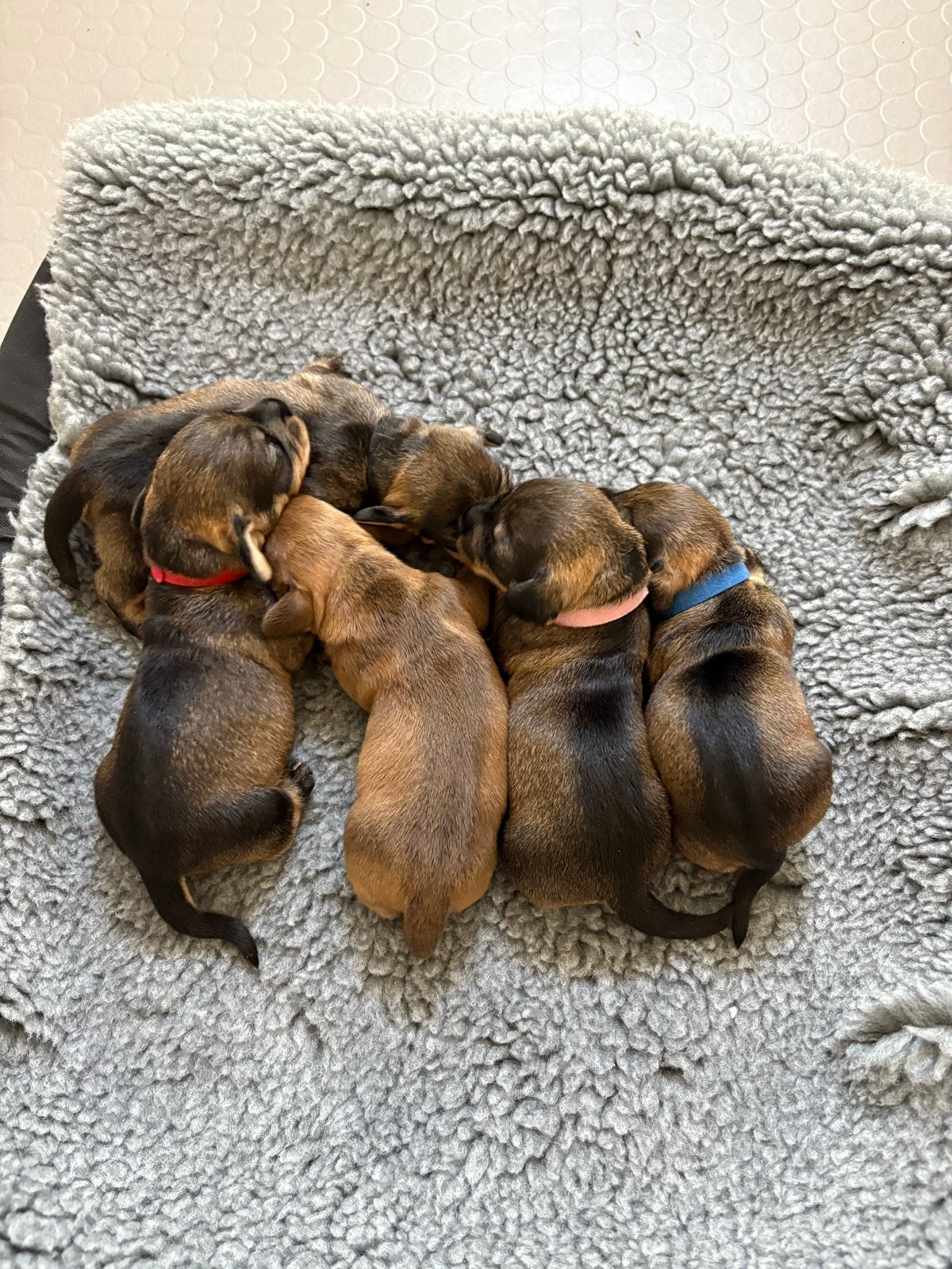 Teckel pups Ruwhaar 4 wildkleuren 1 choco kleur., Rabiës (hondsdolheid), 8 tot 15 weken, Dwerg, Meerdere