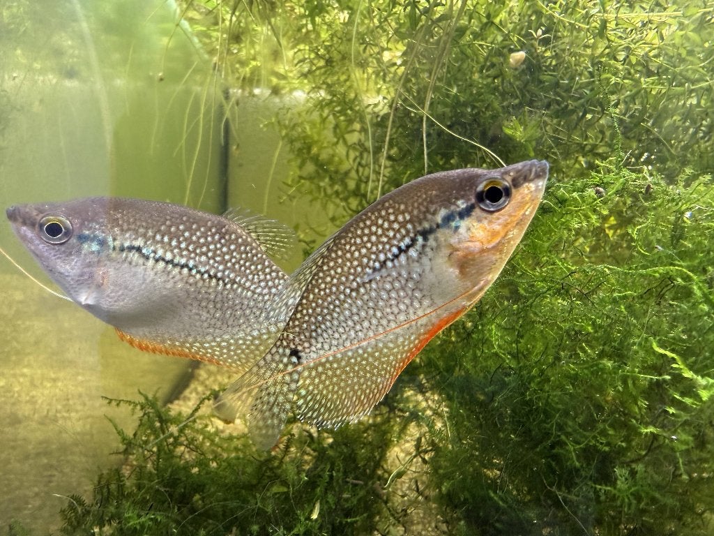 Diamant Gourami (Trichopodus leerii), Vis, Zoetwatervis