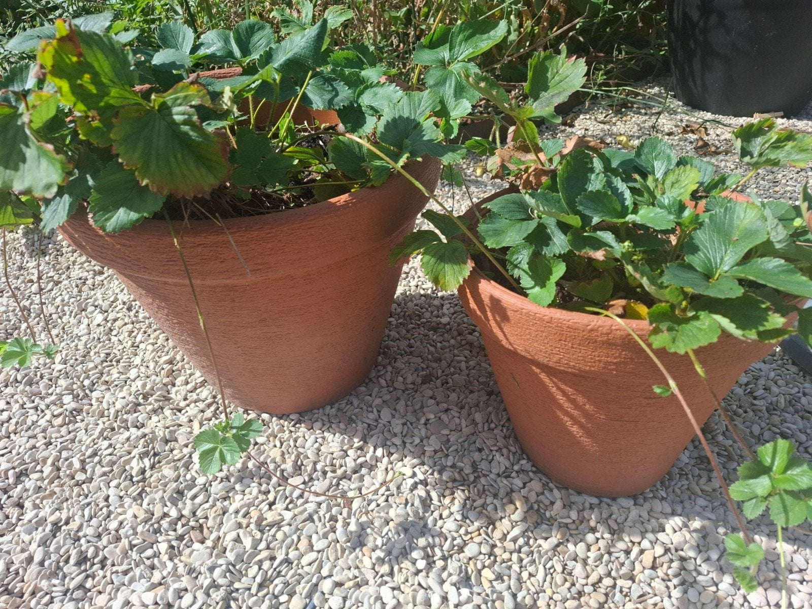 kunststof buitenpotten met aardbeienplantjes, Kunststof, Rond, Minder dan 40 cm, Ophalen