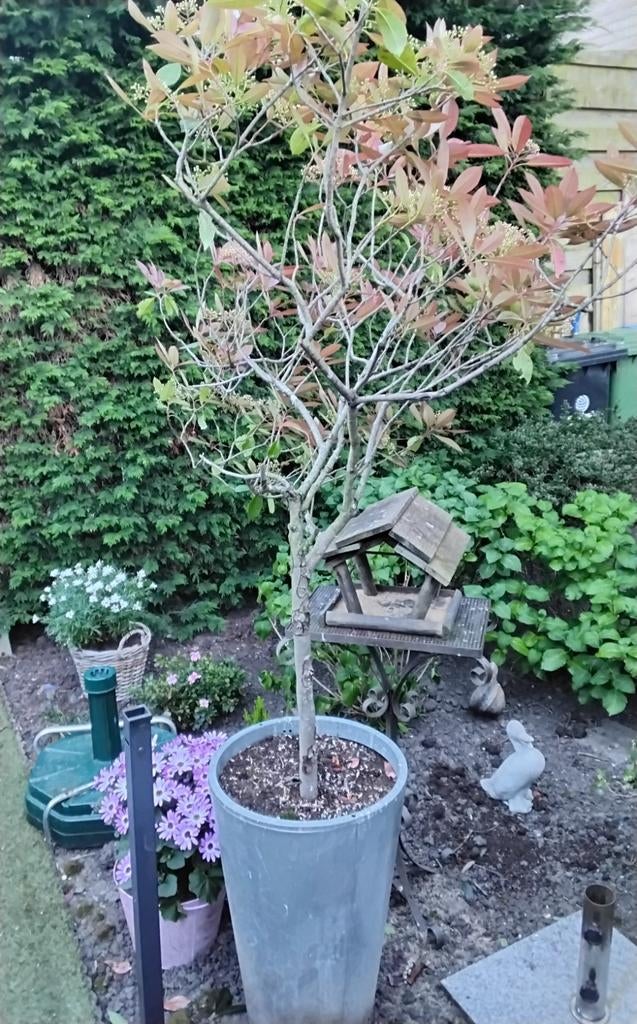 Glansmispel boom in metalen pot, ca. 190 cm hoog, Ophalen, Overige soorten, Volle zon