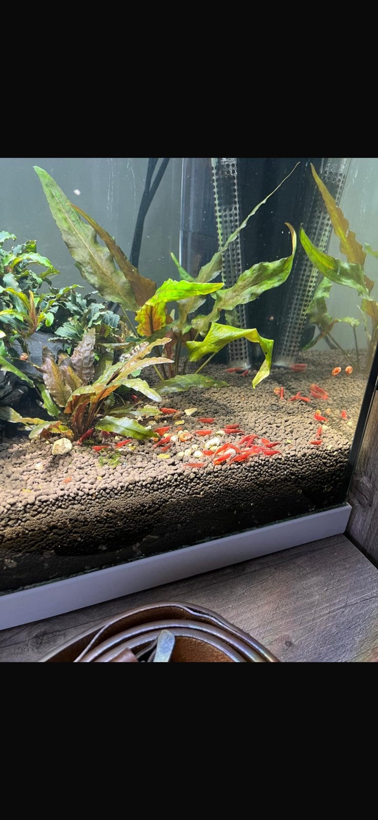 Super bloody mary garnalen!! 🦐, Dieren en Toebehoren, Kreeft, Krab of Garnaal