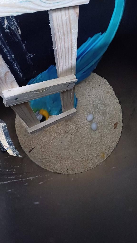 Te koop kweekkoppel blauwgele aras, Dieren en Toebehoren, Vogels | Parkieten en Papegaaien, Meerdere dieren, Papegaai