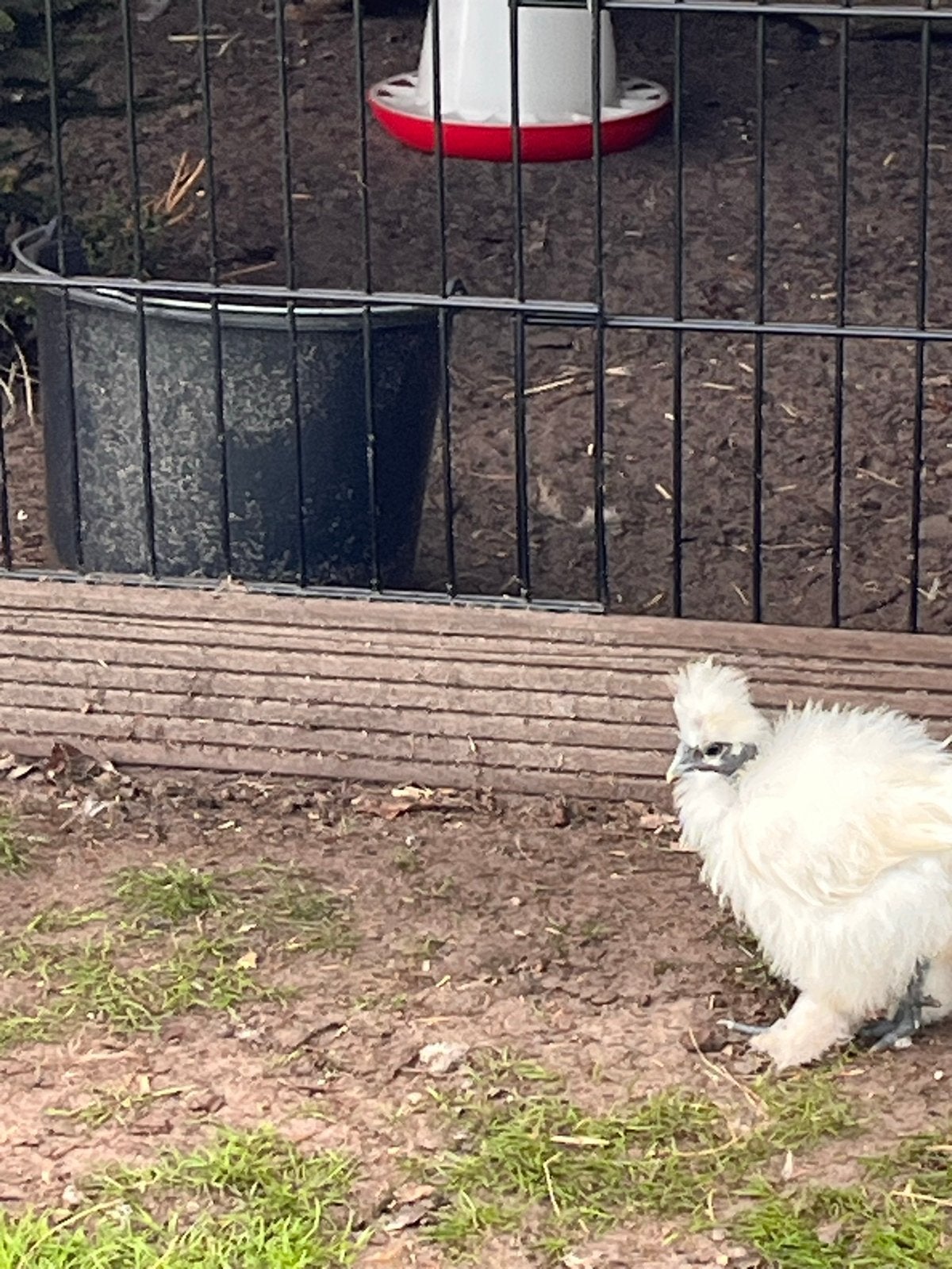 Schattige zijdehoen kuiken, Dieren en Toebehoren, Mannelijk, Kip