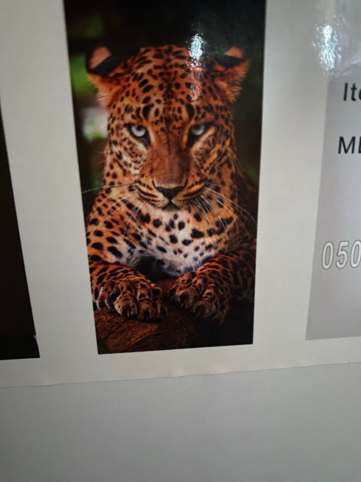Glasschilderij met verschillende wilde dieren, Ophalen, Nieuw, 50 tot 75 cm, Schilderij