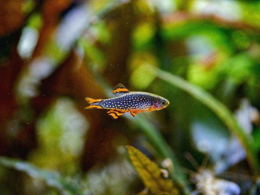Galaxy rasbora | Celestichthys margaritatus, Dieren en Toebehoren, Vissen | Aquariumvissen, Vis, Zoetwatervis, Schoolvis