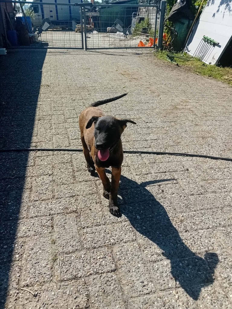 er zijn nog 4 mooi reutjes, Dieren en Toebehoren, Honden | Herdershonden en Veedrijvers, 8 tot 15 weken, Parvo, Meerdere, Meerdere dieren