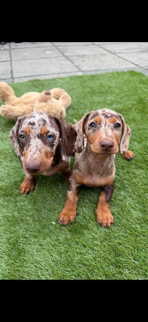 Mooie kleuren Dwerg teckel pups geboren, Parvo, 8 tot 15 weken, Korthaar, Dwerg