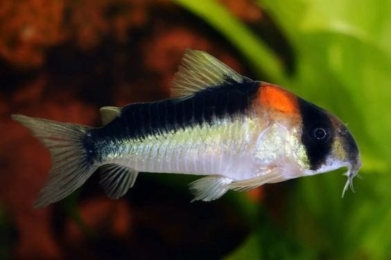 Corydoras Adolfoi - Locatie Bilzen BE, Vis, Zoetwatervis, Schoolvis