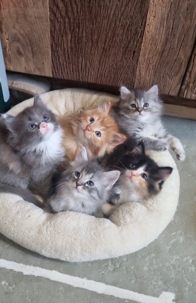 Neva Masquerade kittens , mogen verhuizen !, Dieren en Toebehoren, Katten en Kittens | Raskatten | Langhaar, Meerdere dieren, Gechipt