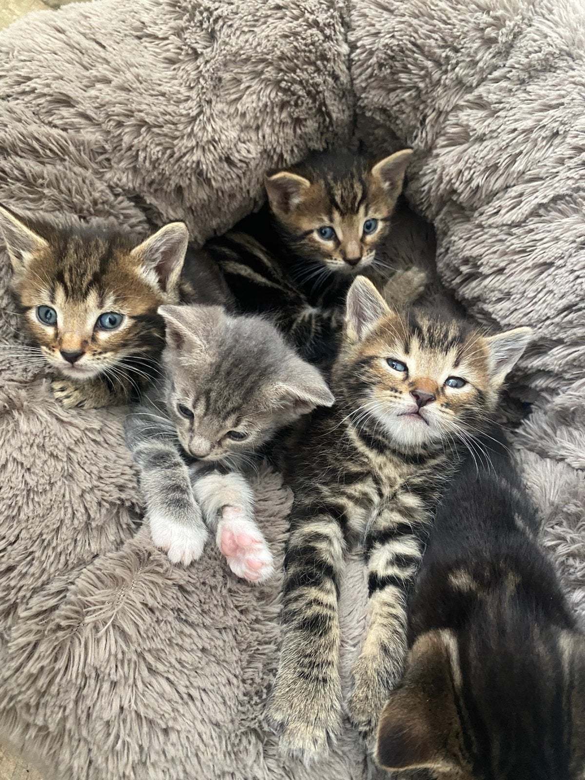 Kittens half benhaal, Dieren en Toebehoren, Katten en Kittens | Overige Katten, Kortharig, Meerdere dieren, 0 tot 2 jaar