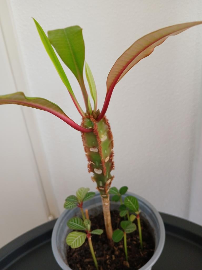 Madagascar Jewel kamerplant.Ophalen., Verzenden, Halfschaduw, Minder dan 100 cm